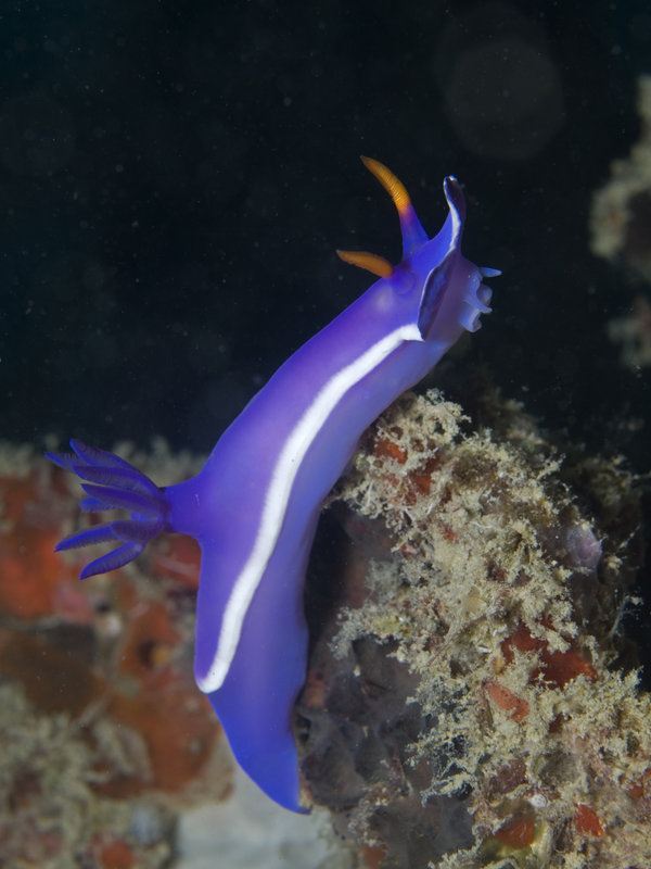 Nudibranch, Mabul, Artificial Reef